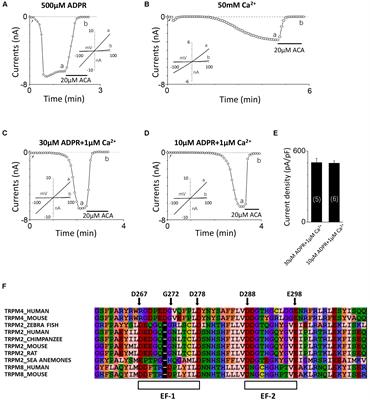 Identification of a Novel EF-Loop in the N-terminus of TRPM2 Channel Involved in Calcium Sensitivity